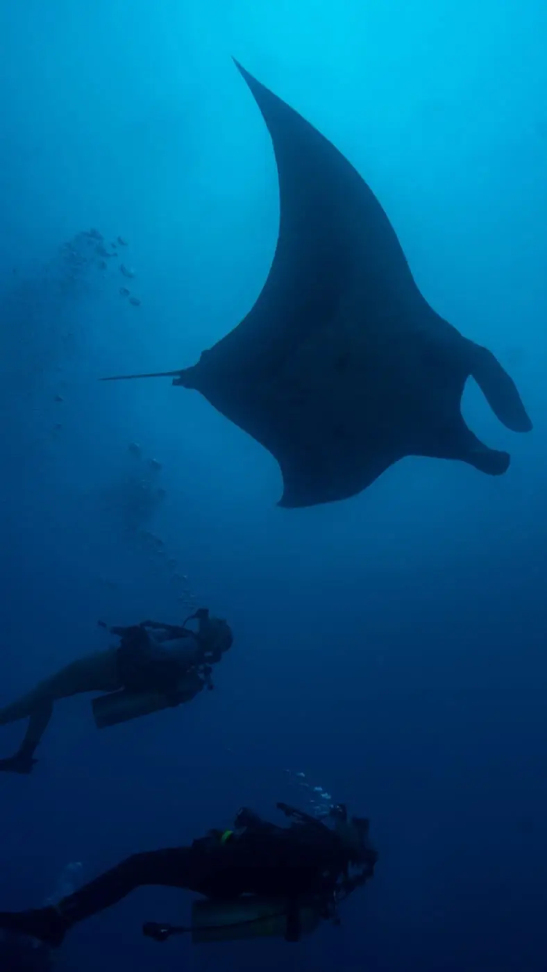 Divers with a manta ray